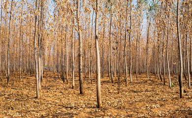 Dry Forest with brown  foliage leaf , eucalyptus globulus dry forest and woodland.