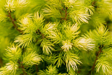 Close look at beautiful white spruce
