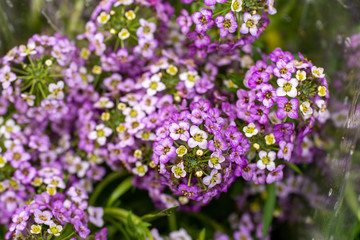 Obraz premium Blooming purple flowers of heliotrope 