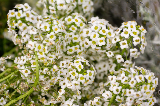 Blooming white flowers of heliotrope 