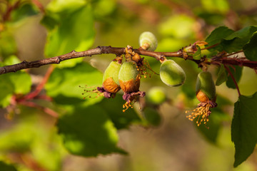 The ovary of the fruit apricot. Fruit development, initial phase. Green apricot ovary.	