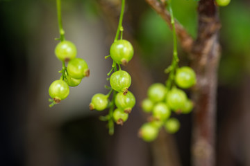 Red currant still in it's green form
