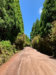 Fototapeta na wymiar road in the forest on São Miguel island, Azores, Portugal near Sete Cidades