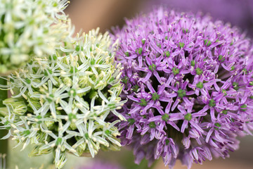 Two flowers of allium green and purple