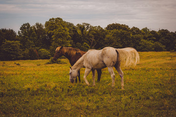 horses in a field