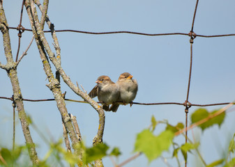 Baby House Sparrows