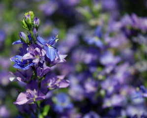 blue flowers in the garden