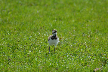 Killdeer babies