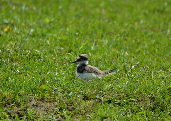 Killdeer babies