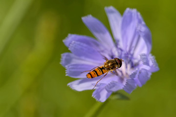 Hainschwebfliege