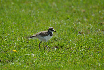 Killdeer babies