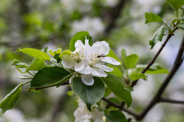 Bee on cherry flower collects nectar. Flowering cherry tree in sping.