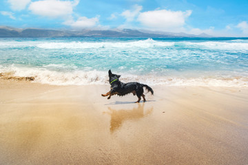 A dog running happily by the seashore on the beach.