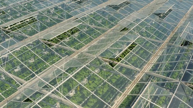 Greenhouses with vegetables