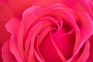 Fototapeta na wymiar Rosa-rote Rosenblüte am Strauch einer Rose als bildfüllendes Makro zeigt die Schönheit der Natur als Symbol der Liebe und Zuneigung