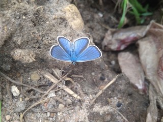 butterfly