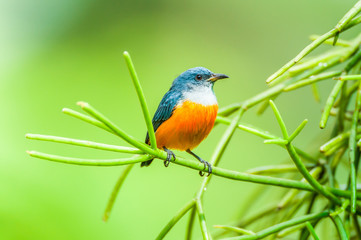 A male Orange-bellied Flowerpecker is perching on green branch of epiphyte.