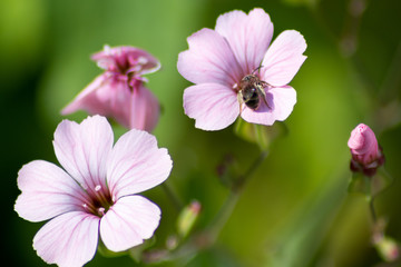 Fototapeta premium Bezaubernde Blüten begrüßen Frühling und Sommer und bieten Insekten wie Bienen Nahrund in Form von Pollen, Blütenpollen und Nektar für Honig und Bestäubung