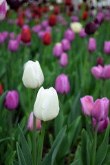 Close-up of two white tulips and many pink ones in the background. Flower field