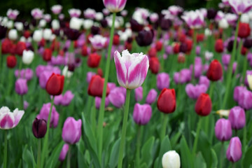 Fototapeta premium Close-up of a pink and white tulip and many others in the background. Flower field