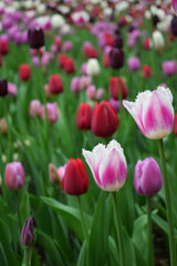 Close-up of a pink and white tulip and many others in the background. Flower field