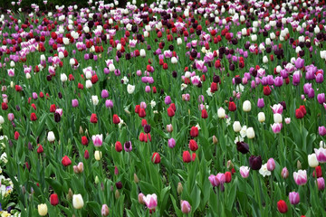 Field of pink, white, red and purple tulips