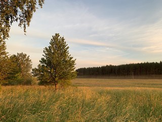 Obraz premium tree in the field