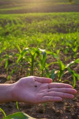 Cotton worm, Tobacco cutworm, Fall armyworm on hand with wheat