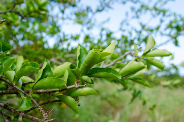 Drought Effect On Acerola Cherry Tree