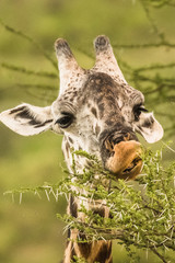 Obraz premium Giraffe in front Amboseli national park Kenya masai mara.