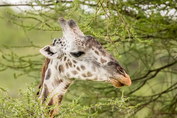 Giraffe in front Amboseli national park Kenya masai mara.