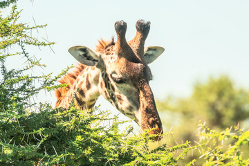 Obraz premium Giraffe in front Amboseli national park Kenya masai mara.