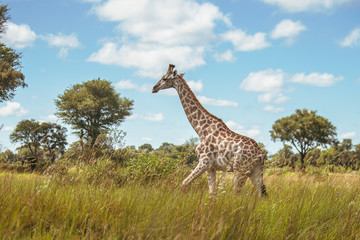 Giraffe in front Amboseli national park Kenya masai mara.