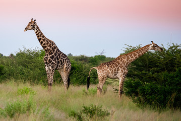 Giraffe in front Amboseli national park Kenya masai mara.