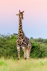 Giraffe in front Amboseli national park Kenya masai mara.