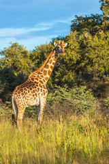 Giraffe in front Amboseli national park Kenya masai mara.