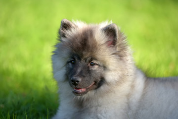 keeshond wolfspitz puppy happy in summer