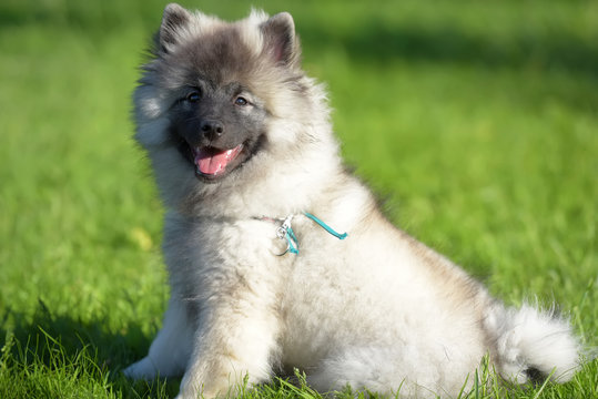 keeshond wolfspitz puppy happy in summer
