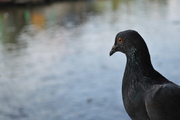 pigeon on a background