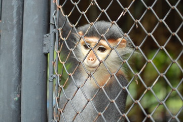 monkey