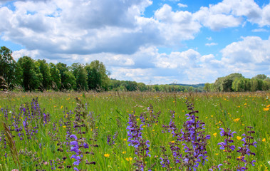 A field full of flowers on a summer day