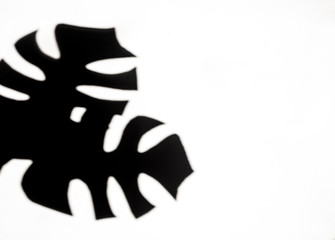 Monstera leaves shadow against white background. Flat lay, blank space