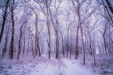 forest in winter