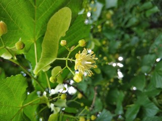 Linden blossom in a city park