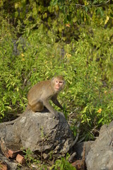 monkey