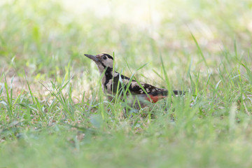 close up of woodpecker sitting in green grass