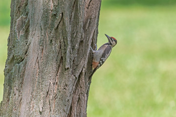 close up of woodpecker sitting on tree against green grass