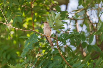 spotted flycatcher sitting on branch of tree at summer