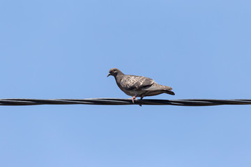 pigeon sitting on electrical wire against blue sky