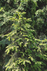 spruc coniferous tree in forest